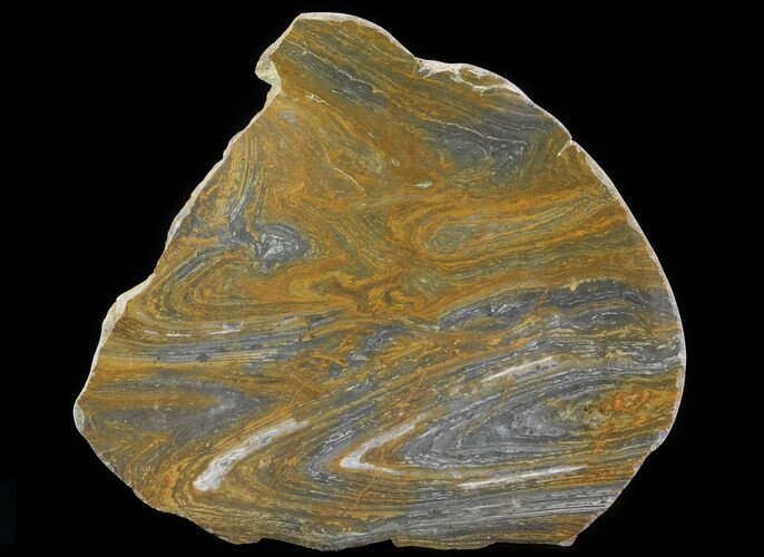 Polished, Mesoproterozoic Stromatolite (Conophyton) - Australia #64870